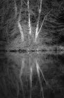 Triple Trees In Mono
