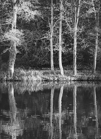 Trees In The Sun
