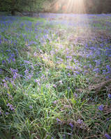 Bluebells Lit Up