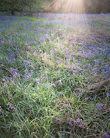 Bluebells Lit Up