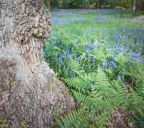 Bluebell Wood