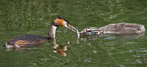 Feeding Grebe