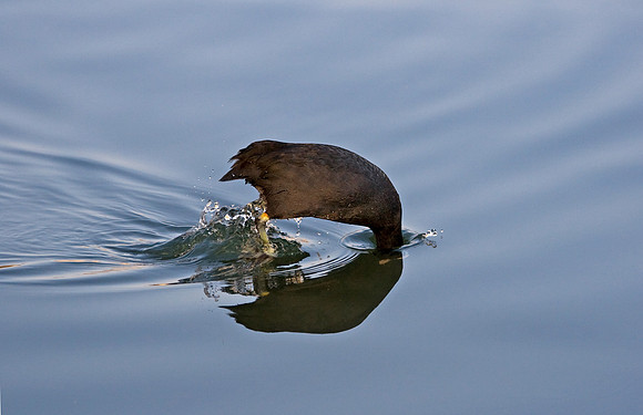 Diving Coot