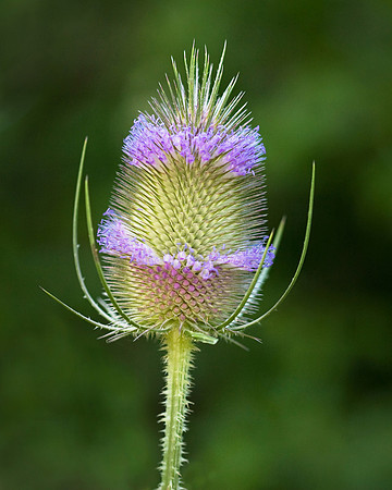 Teasel