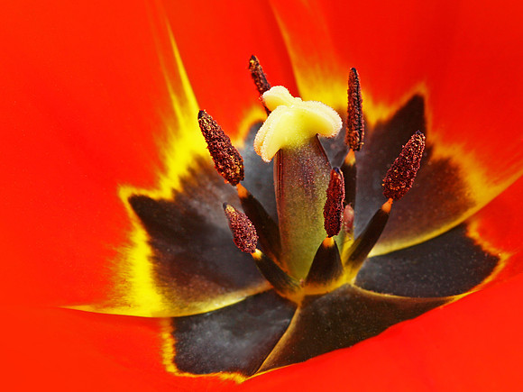 Red Tulip