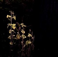 Backlit Nettles