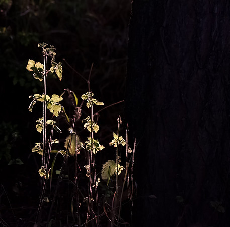 Backlit Nettles