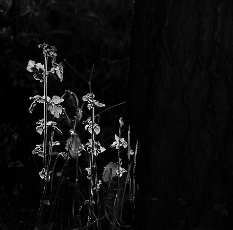 Backlit Nettles Mono