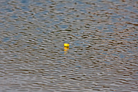 Lonely Flower