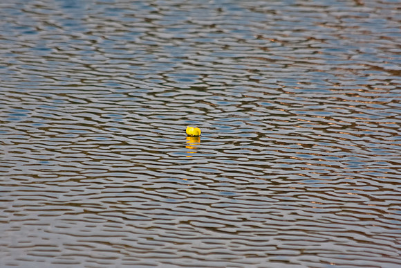 Lonely Flower