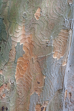 Tree Texture