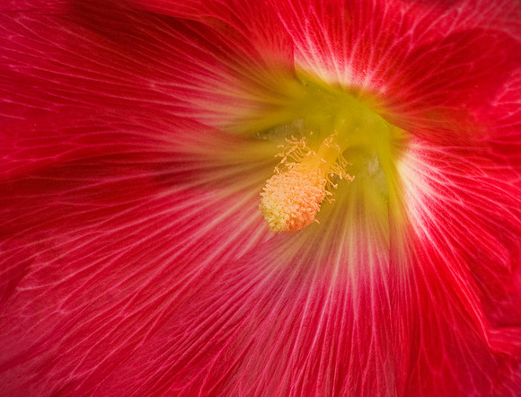Red Hollyhock Detail