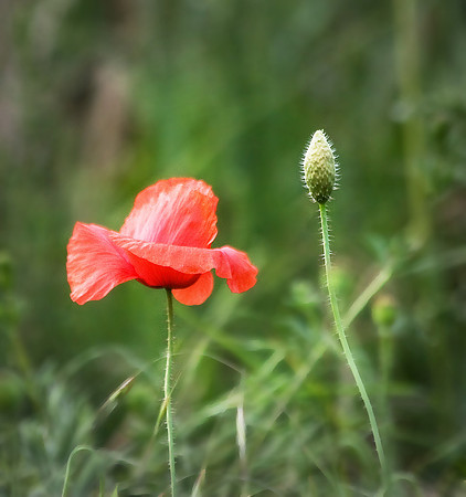 Poppy