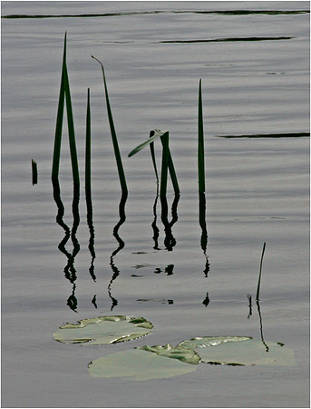 Reeds In Water