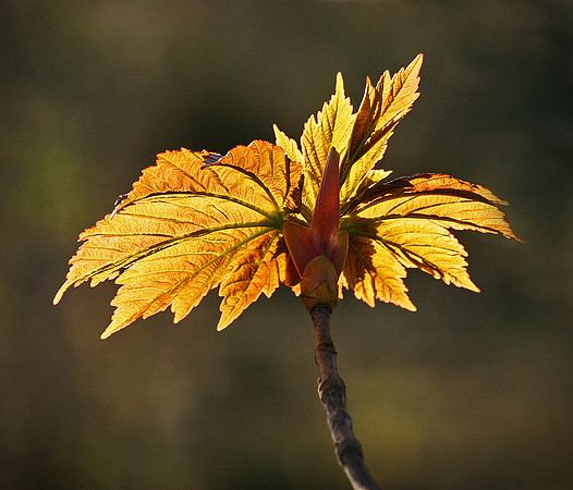 Leaf