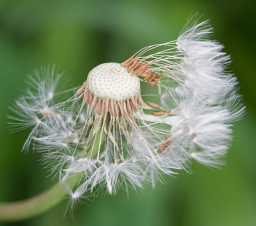 Depleted Seed Head