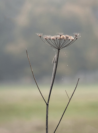 Droplets On The Web