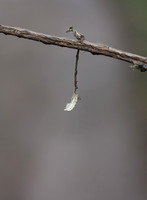 Hanging From A Branch
