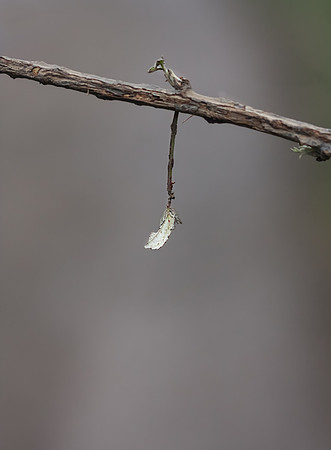 Hanging From A Branch