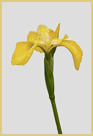 Yellow Watercolour