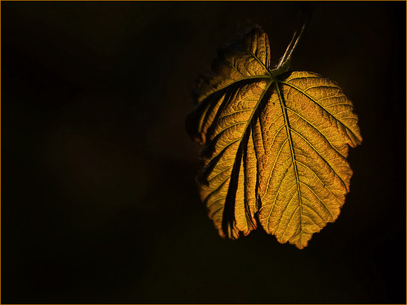 Backlit Leaf