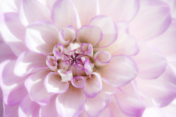 Dahlia Centre