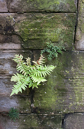 Fern In The Wall