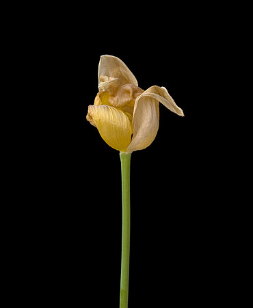 Tulip Nearly Past Its Best
