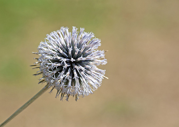 Flower Head