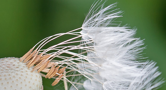 Dandelion Head Up Close