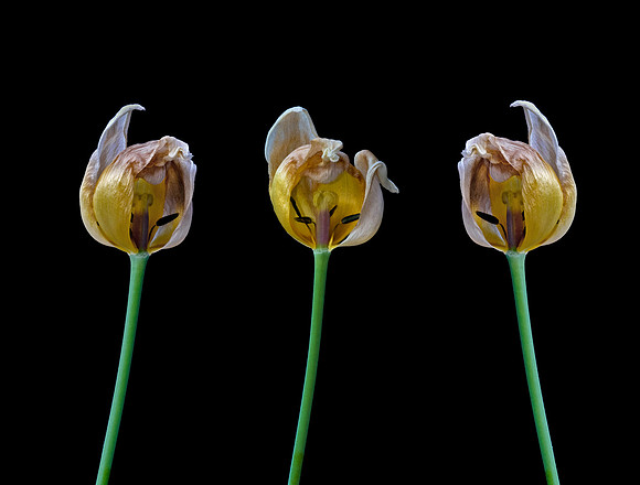 Trio Of Tulips