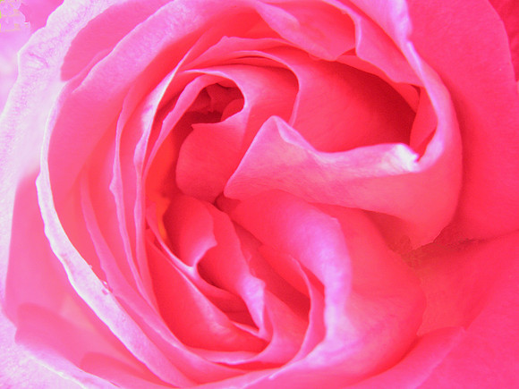 Pink Rose