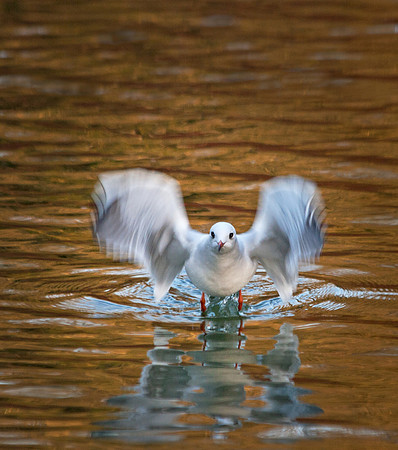 Gull Taking Off