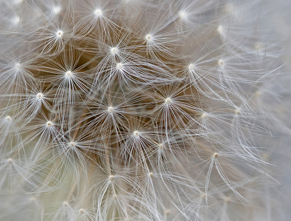 Dandelion Head Close Up