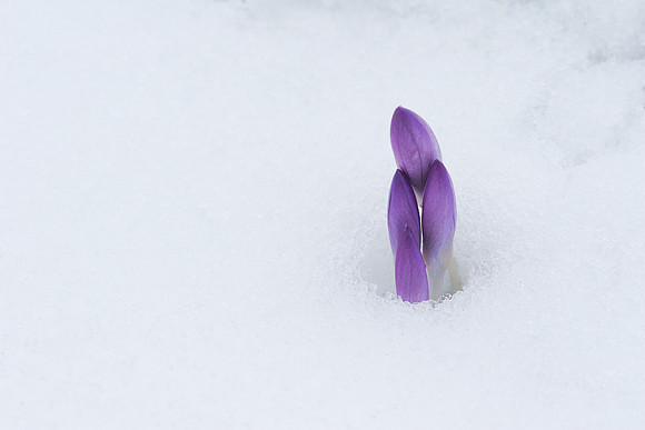 Fighting Through The Snow