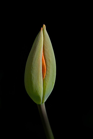 Emerging Tulip