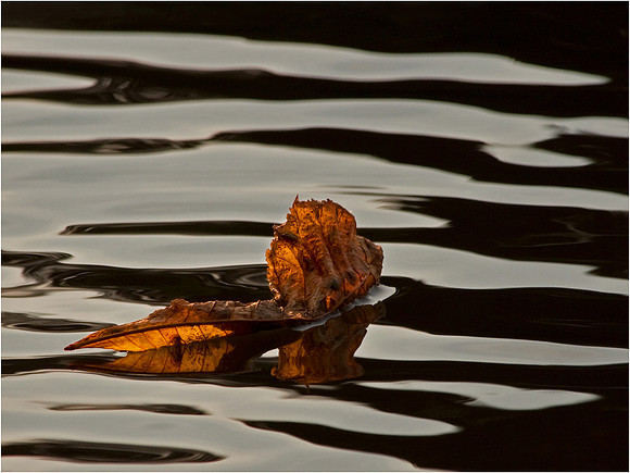 Floating Leaf No 5
