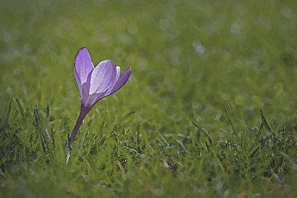 Lonely Crocus
