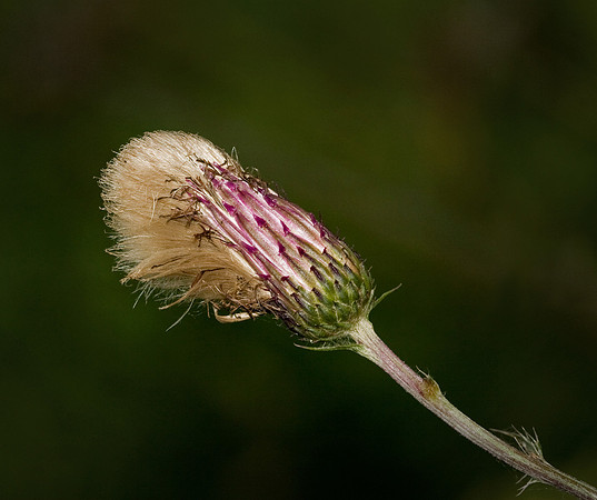 Could Do With A Haircut!