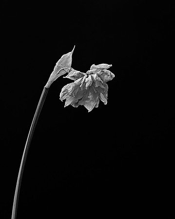 Monochrome Daffodil