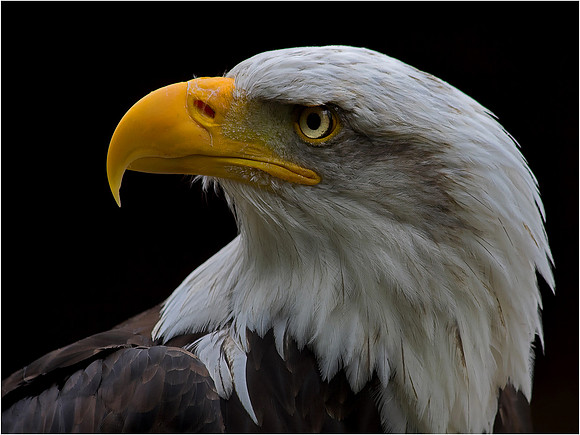 Eagle Eye Portrait No 3