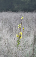 Yellow Stands Out