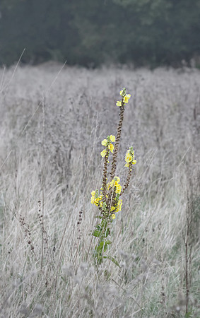 Yellow Stands Out