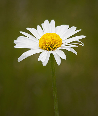 Yellow Centre