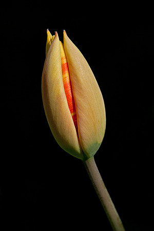 Full Glory